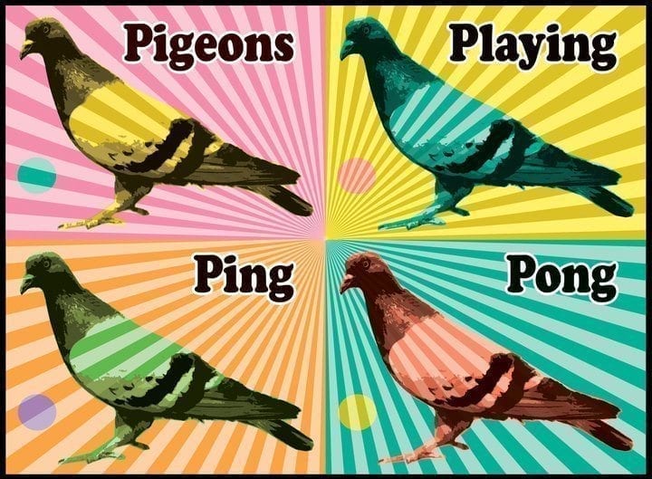 pigeons 3