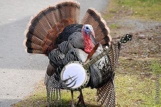 sexfist turkey